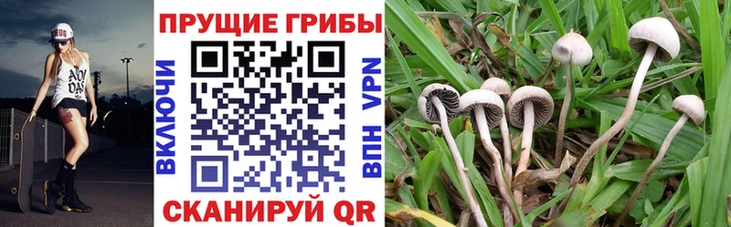 купить наркотики сайты  Красноуральск  Галлюциногенные грибы MAGIC MUSHROOMS 